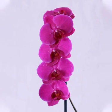 Purple Orchid Plant in Purple Wrapping